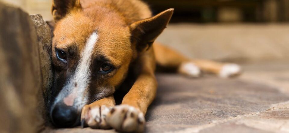 Homem é preso após ser flagrado estuprando cachorro no Amazonas