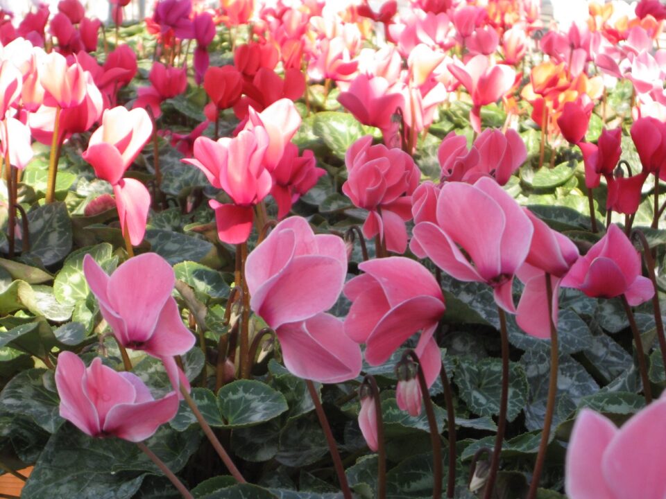 Senac abre inscrições para curso gratuito de criação de flores