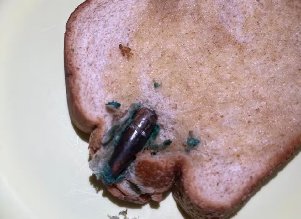 Bala de fuzil é encontrada dentro de pão de forma por moradora no café da manhã