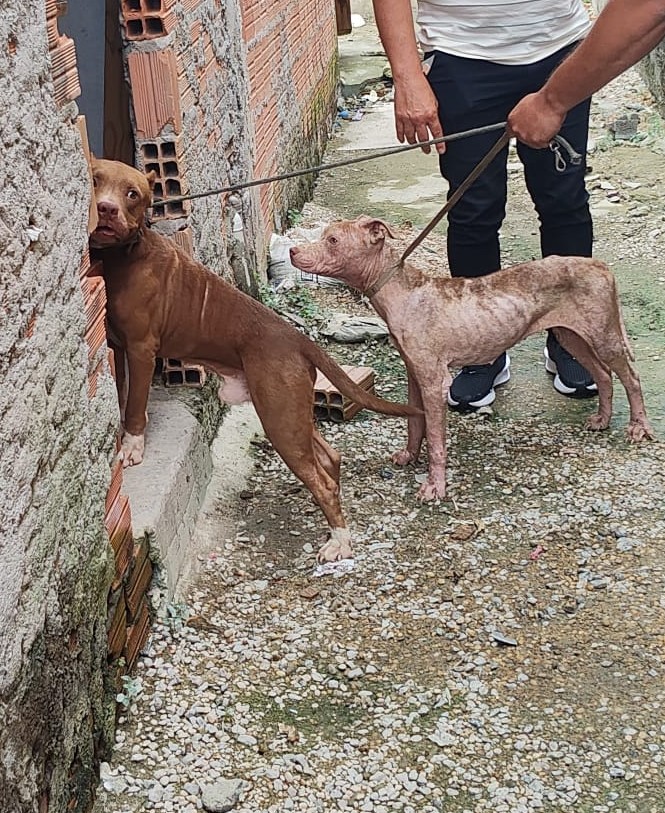 Homem é preso por deixar cães desnutridos e com doenças de pele em Manaus