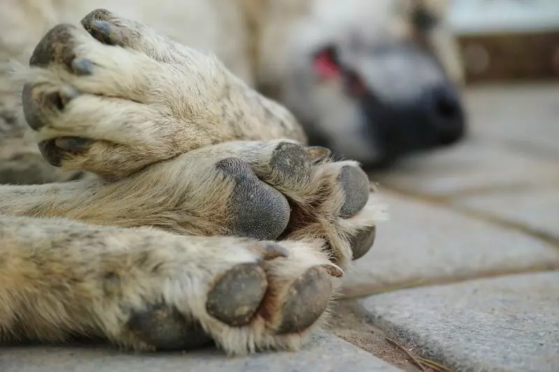Homem é preso por matar cachorro a tiros no interior do Amazonas