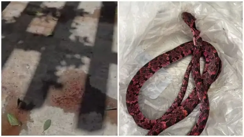 Homem bebe todas no Carnaval e vomita cobra após tentativa de engoli-la