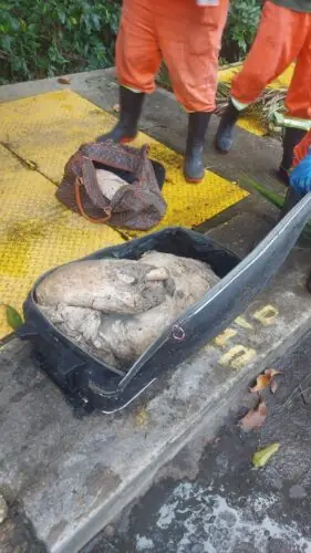 corpo em mala