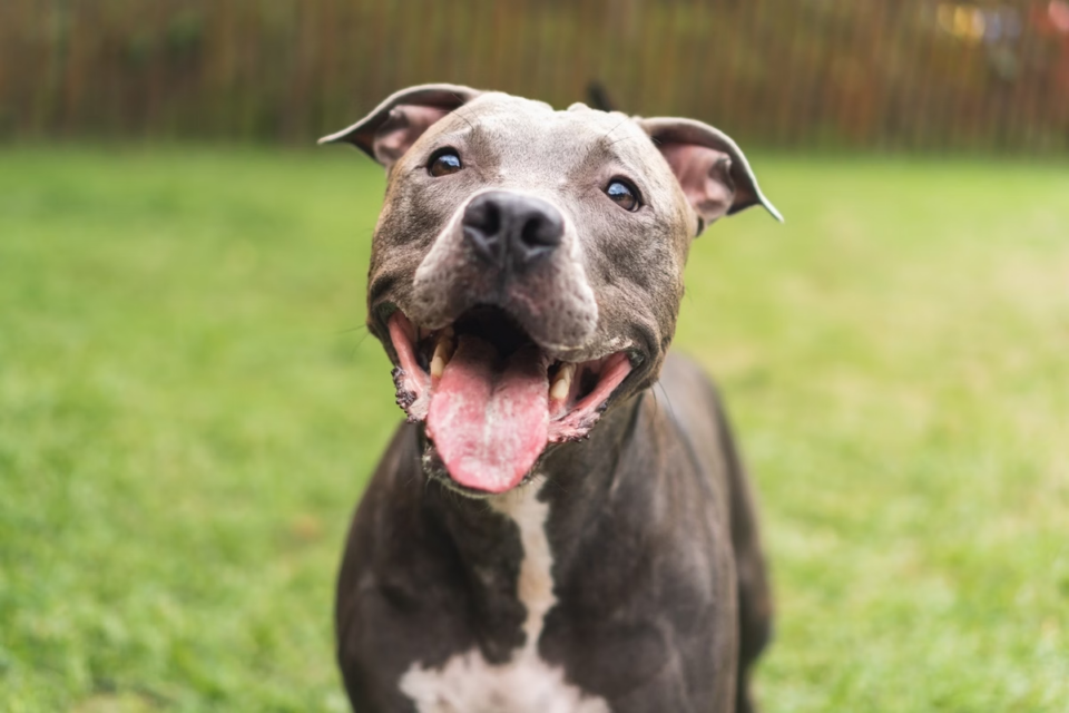 Cachorro dispara arma contra próprio dono nos EUA