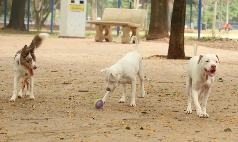 Saiba como agendar castração gratuita de cães e gatos em Manaus