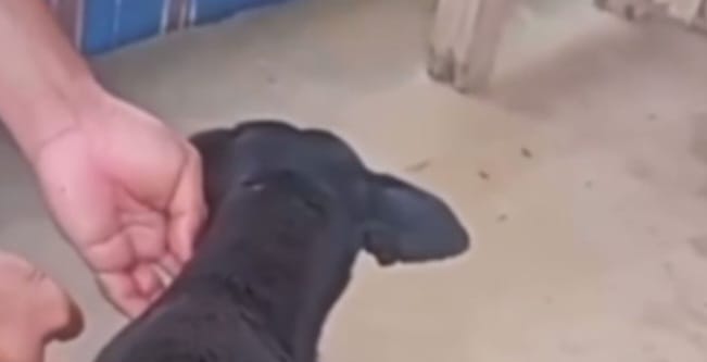 Homem enfia terçado nas costas de cachorro ao se irritar com latido no AM