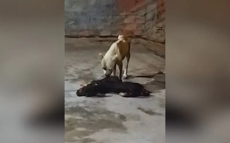 Cão faminto é flagrado devorando companheiro morto após abandono em Manaus