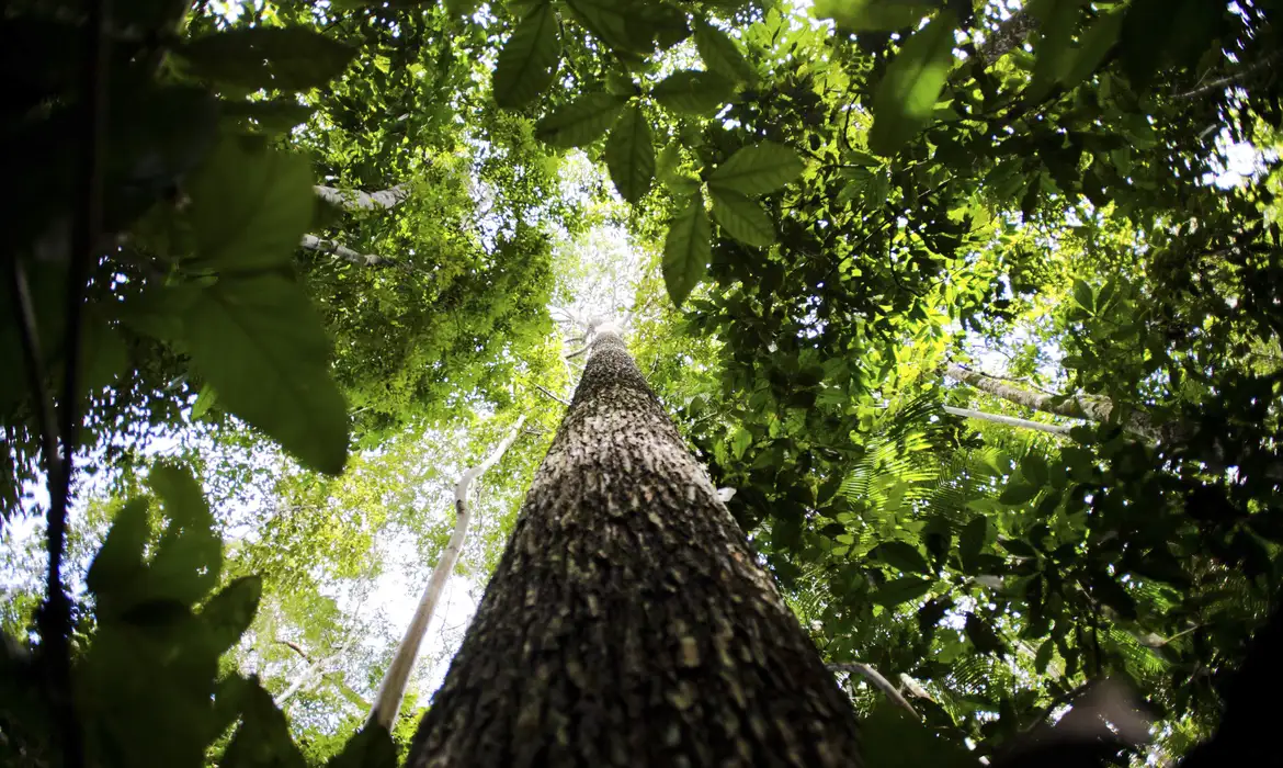 Fundo Amazônia destina R$ 80 milhões para produção sustentável de comunidades da Amazônia — Agência Gov