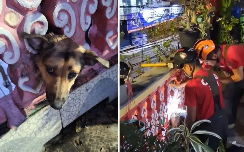 Bombeiros resgatam cachorro preso em mureta no bairro São José