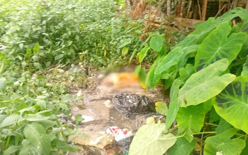 Tronco humano é encontrado em igarapé no Alfredo Nascimento