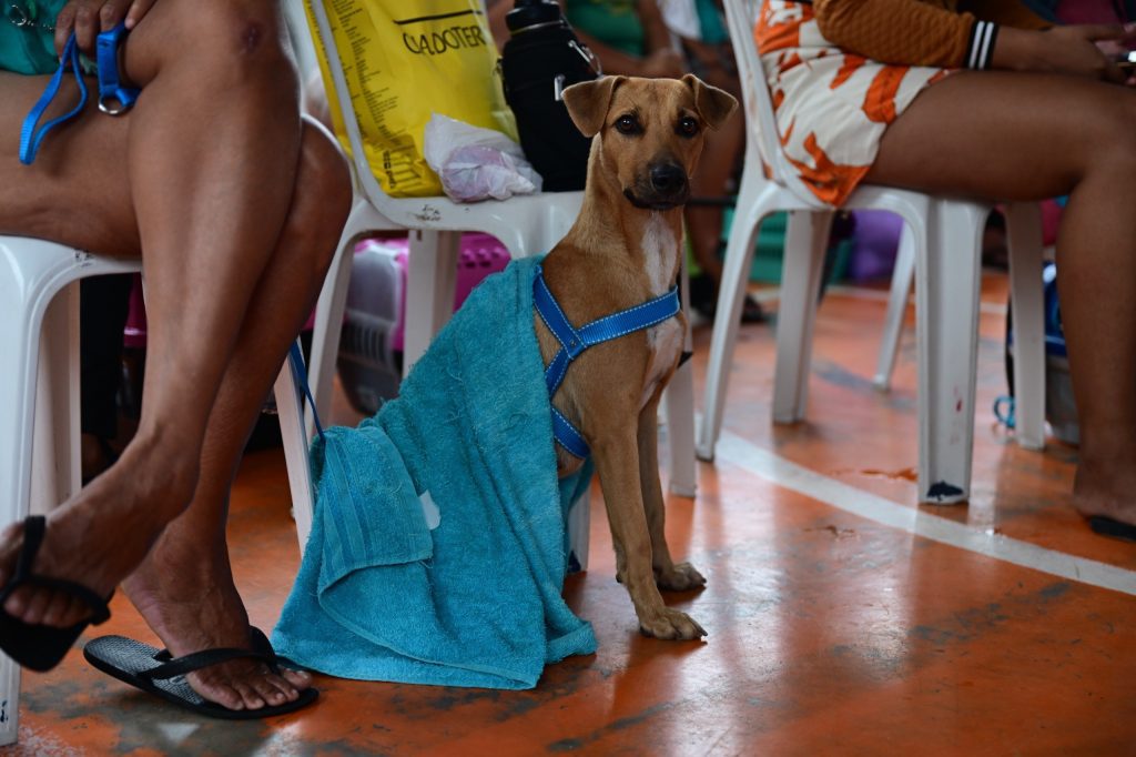Castramóvel abre 500 vagas para castração gratuita no Educandos