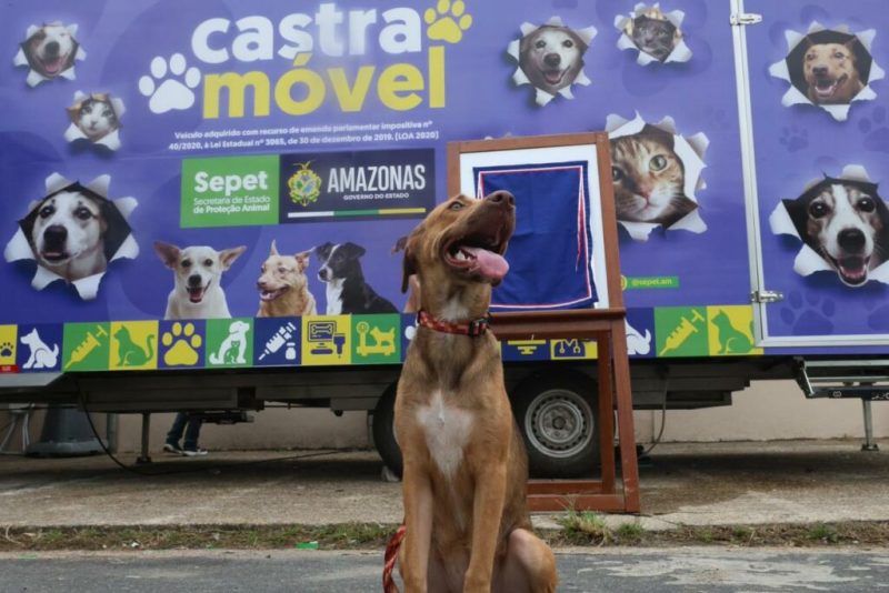 Castramóvel abre agendamento para castrar cães e gatos nesta segunda-feira (16) em Manaus