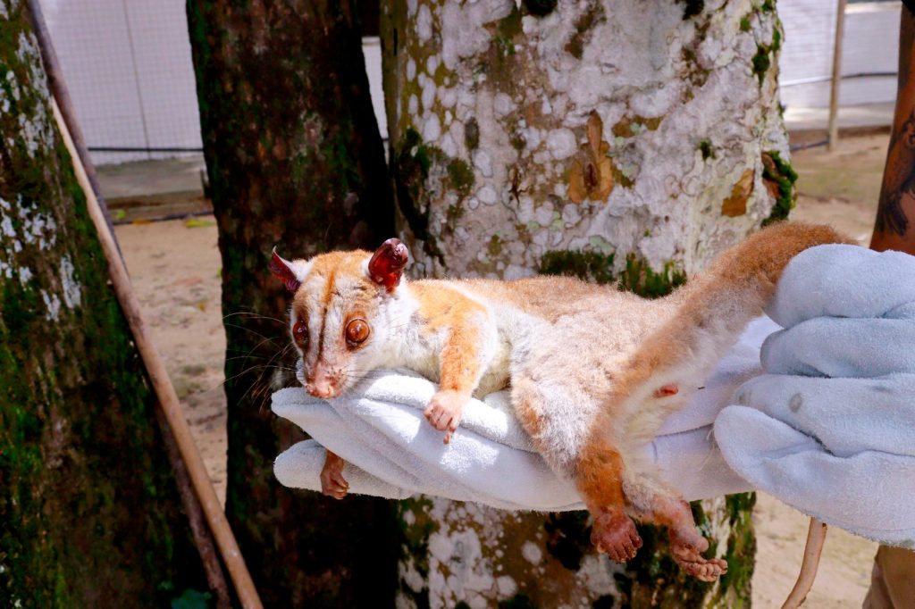 Cuíca-lanosa rara é resgatada ferida em bairro de Manaus