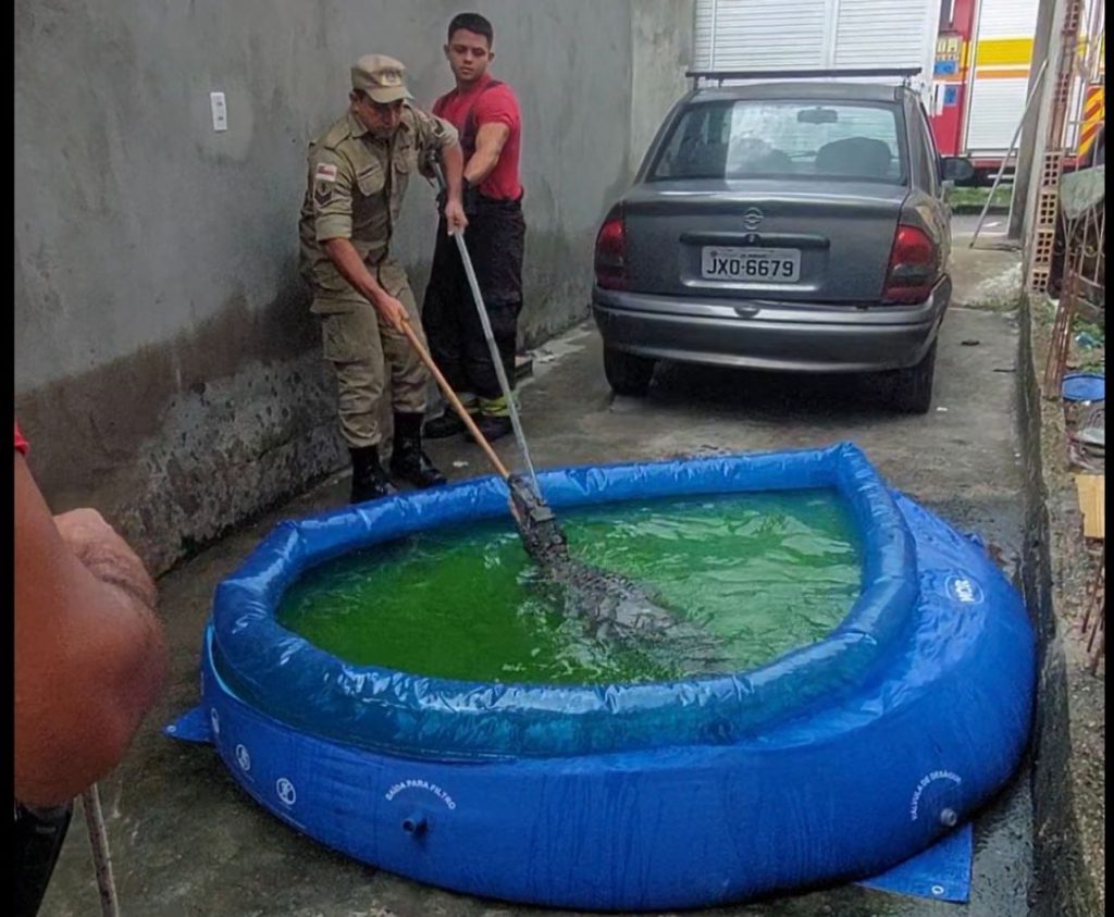 Jacaré é resgatado enquanto se refrescava em piscina de plástico em Manaus