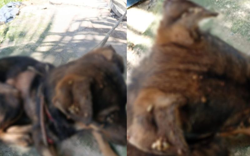 Homem é preso por maus-tratos contra três cachorros em Manaus
