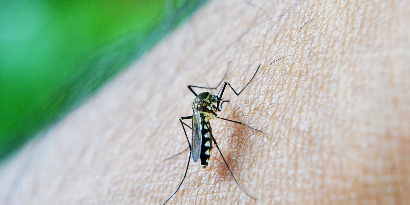Chikungunya: entenda doença que preocupa Mato Grosso do Sul