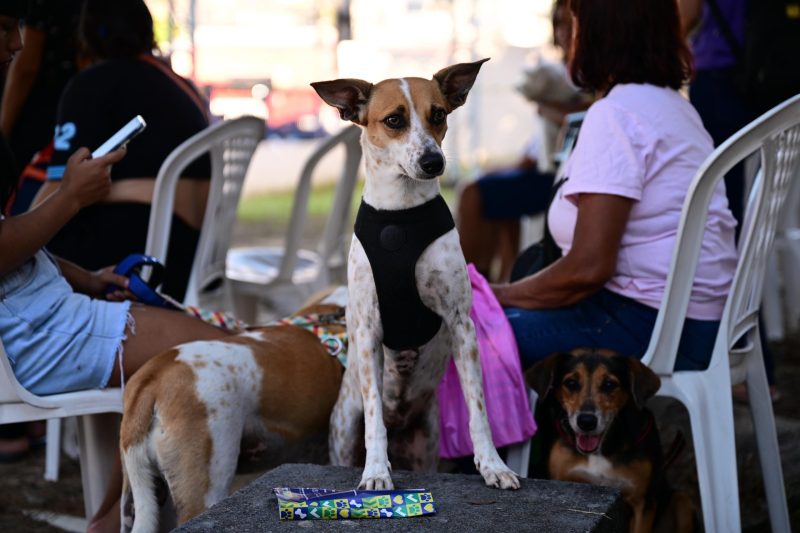 Castramóvel abre agendamento para animais em Presidente Figueiredo