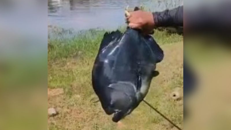 Pescador fisga piranha-preta