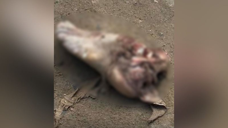 Cachorro arrasta pé humano para lixão em Manaus após acidente com morte