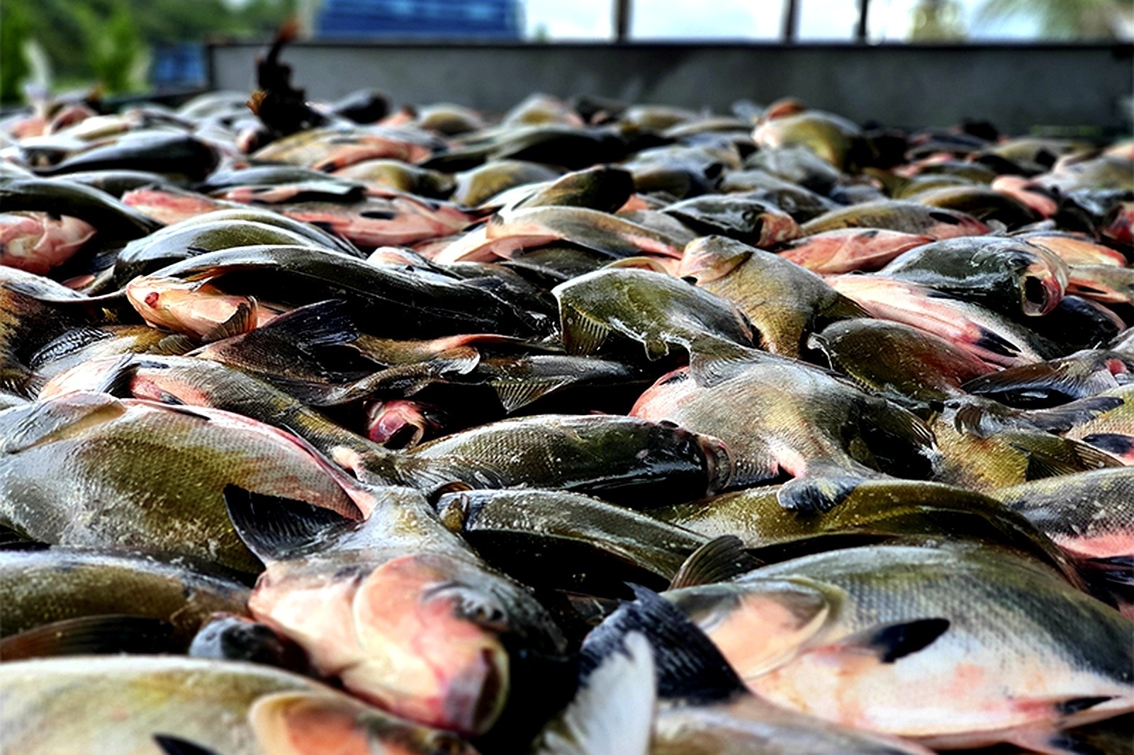 Pesca do tambaqui é liberada no Amazonas após período de defeso