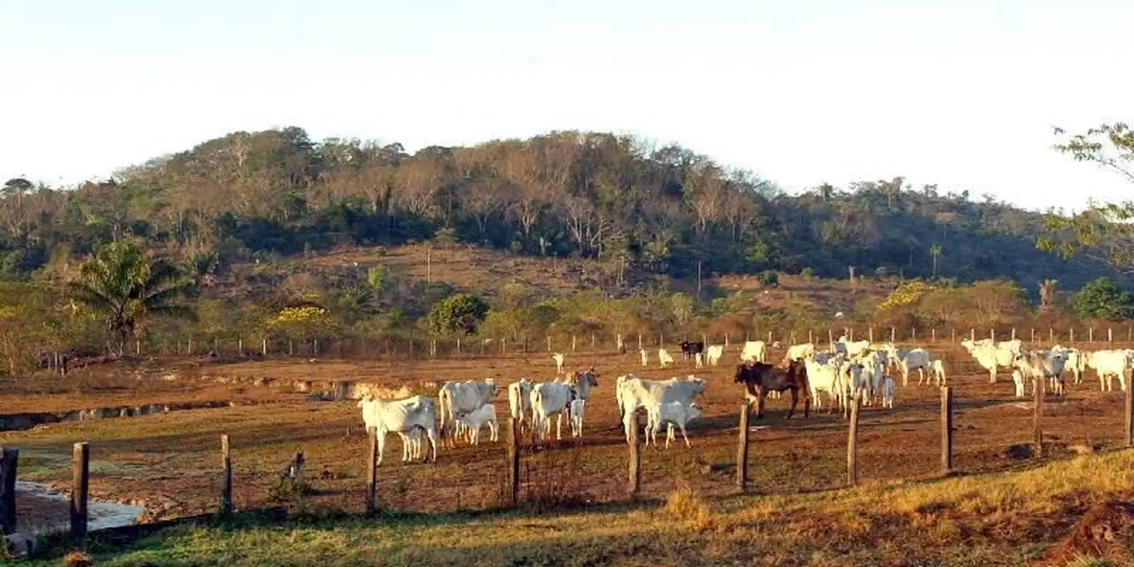STF mantém lei que limita compra de terras por empresas estrangeiras