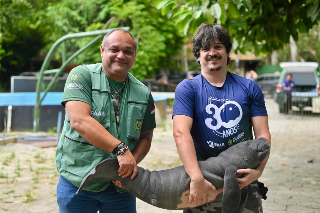 Filhote de peixe-boi ferido por arpão é resgatado no AM
