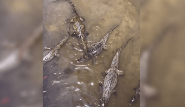 Vídeo mostra mais de dez jacarés em igarapé no Distrito Industrial em Manaus