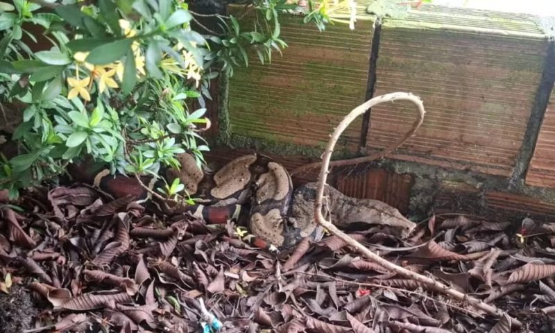 Jiboia é resgatada em jardim de escola em Manaus