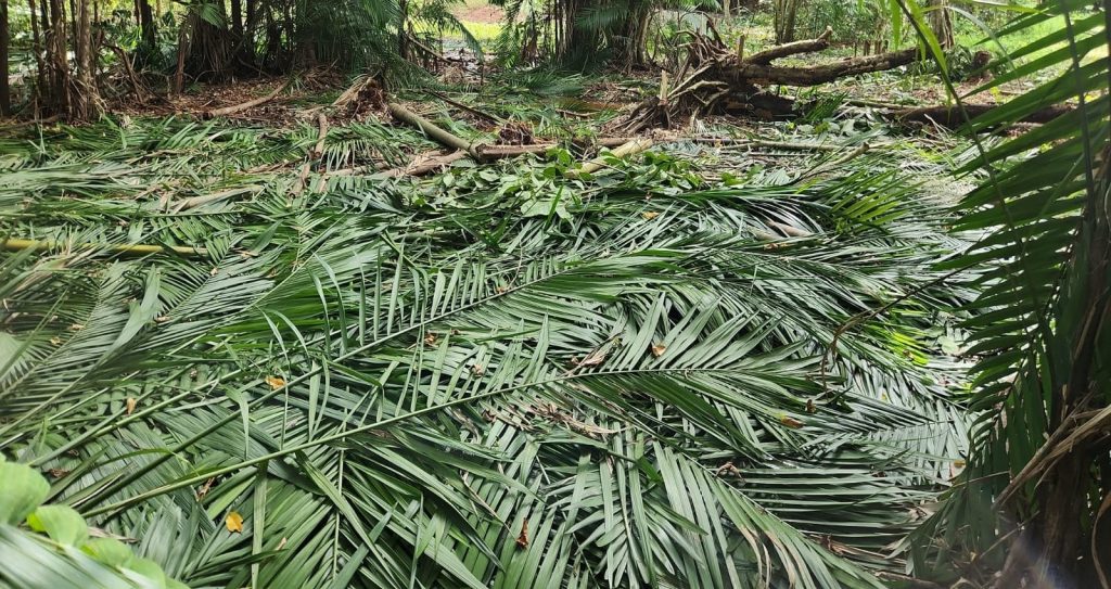 Operação prende 23 pessoas por desmatamento em área de preservação em Manaus