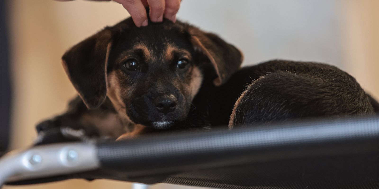 Lei define guarda compartilhada de pets; veja detalhes