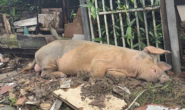 VÍDEO: Porco fica ferido após ser atropelado na Zona Leste de Manaus