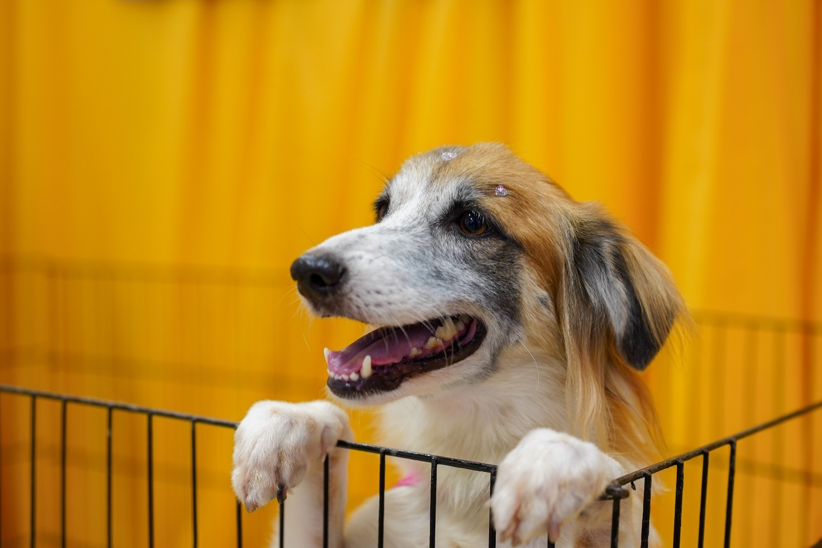 'Adote um Amor' promove adoção de pets em shopping de Manaus