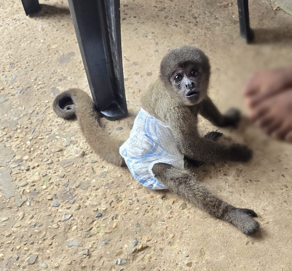 Casal é preso com arma e macaco no Amazonas