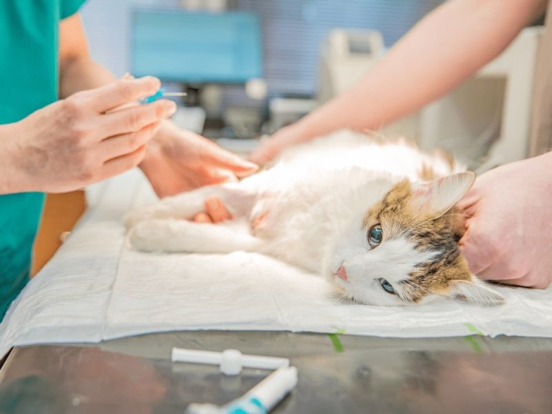 Castração, vacinação e mais: veja serviços gratuitos para pets em Manaus