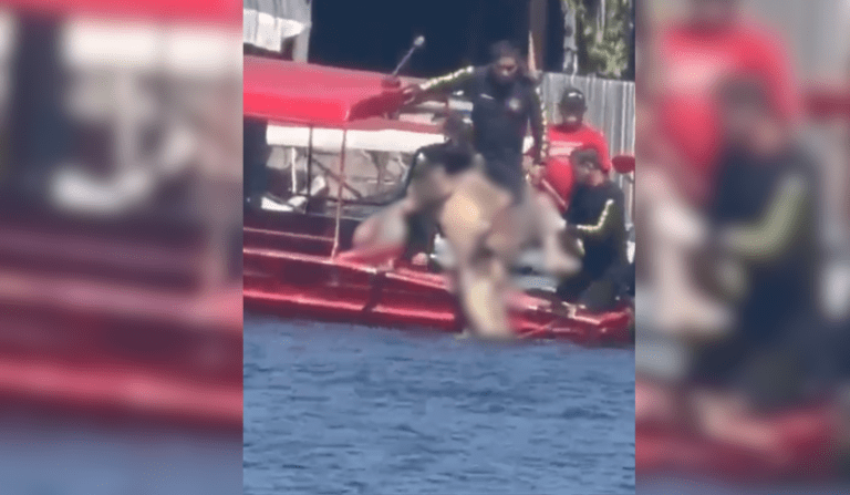 Homem é devorado por piranhas após se afogar em rio do Amazonas
