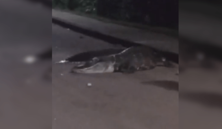 VÍDEO: Jacaré é flagrado passeando em estrada de Iranduba