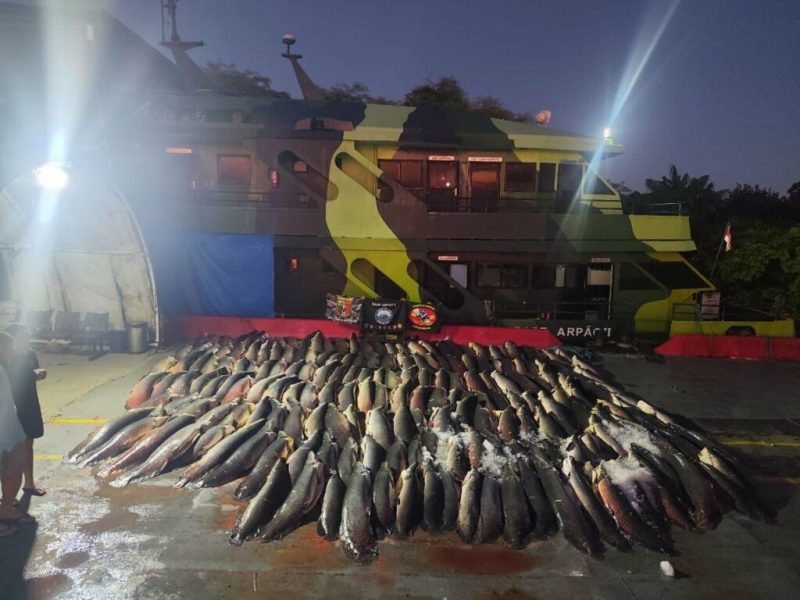 Mais de 26 toneladas de peixe ilegal apreendidas no Amazonas são doadas para comunidades ribeirinhas