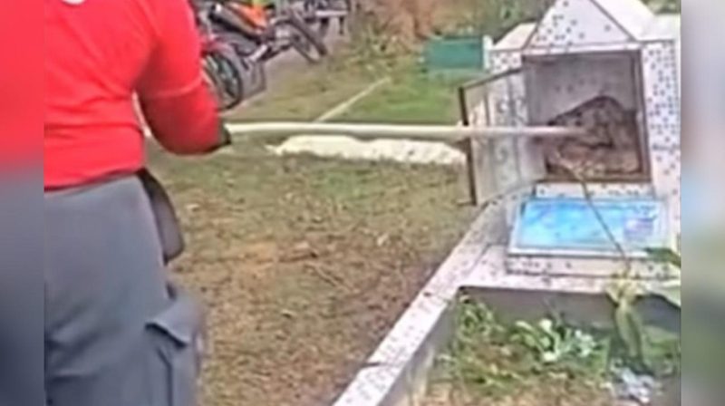 Vídeo mostra sapo e cobra dentro de túmulo em cemitério de Manaus