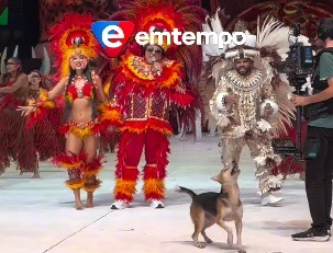 VÍDEO: Cachorro invade arena e rouba a cena no Festival de Parintins