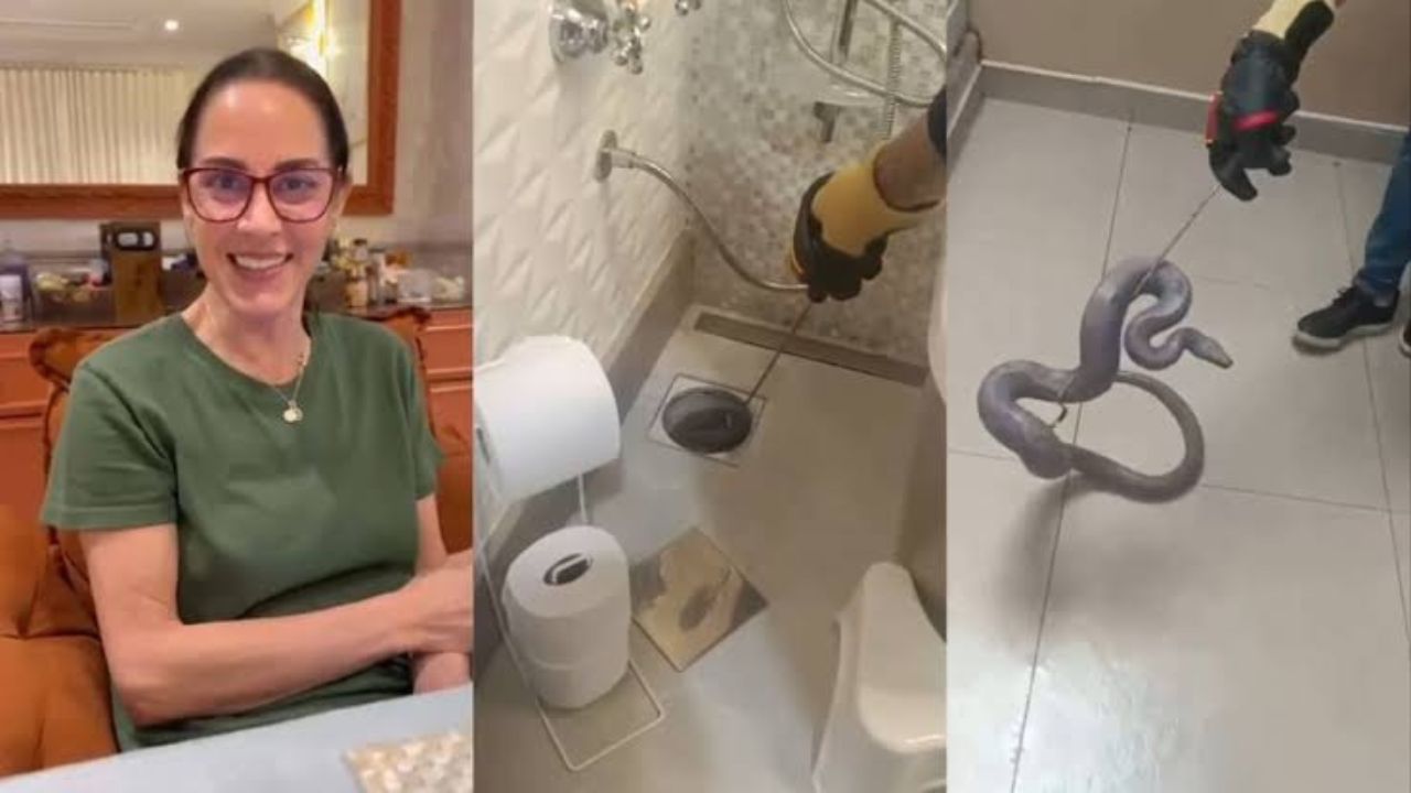 VÍDEO: Silvia Abravanel encontra cobra sumida há 5 meses no esgoto de casa