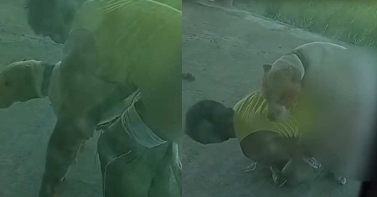 homem é denunciado por fazer sexo com cachorro no Amazonas; VÍDEO