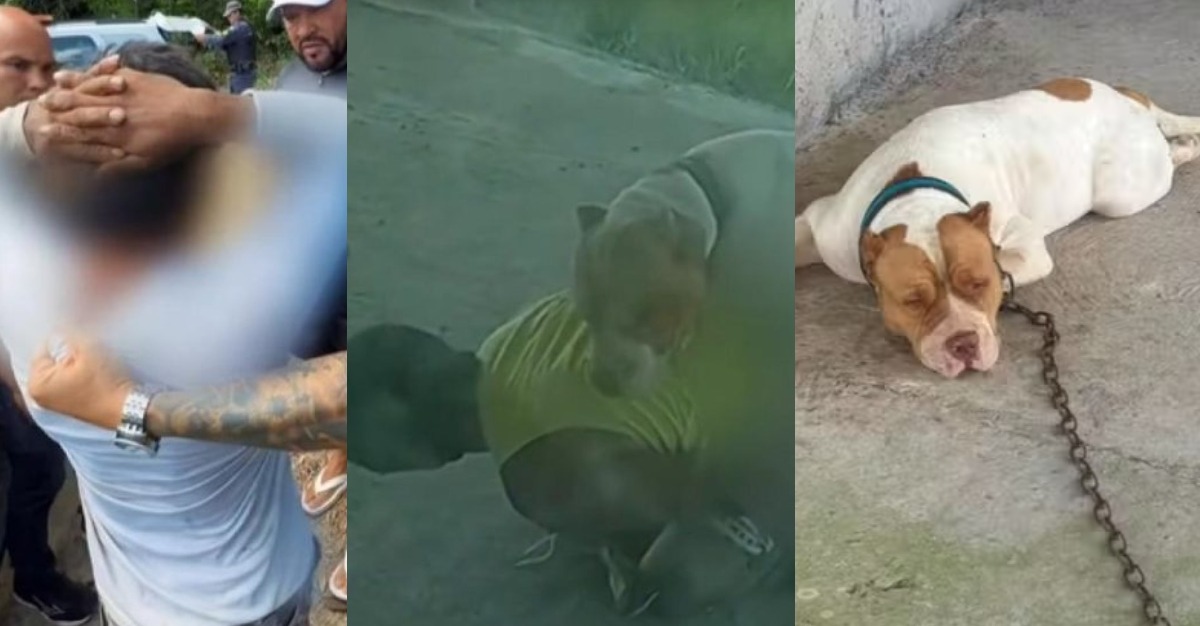 Entenda o que acontece agora com homem preso após vídeo fazendo sexo com cachorro no AM