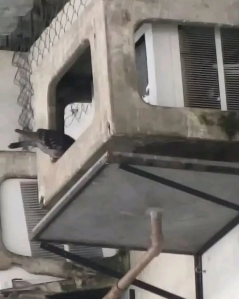 Caixas d'agua da Semed onde professora morreu com doença do pombo estão na sujeira: 'só fezes'