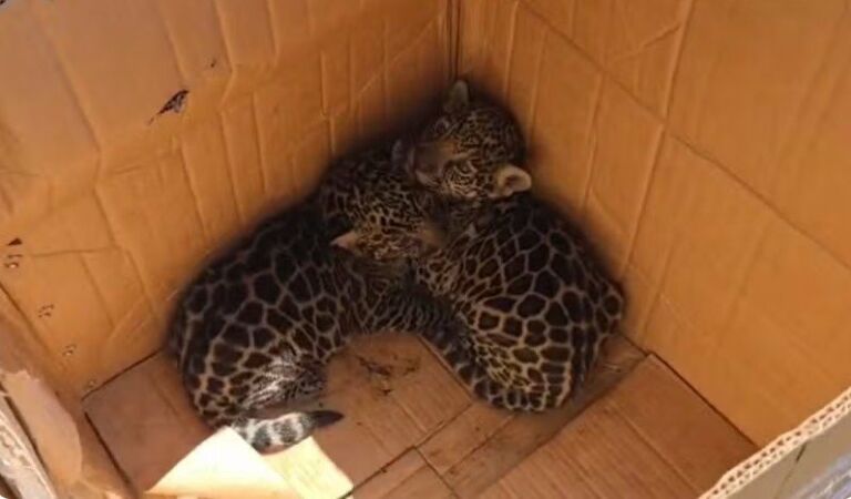 Agricultores resgatam filhotes de onça encontrados sozinhos no Amazonas