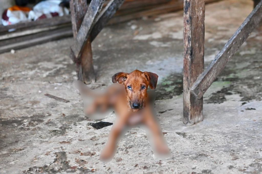 Homem é preso após cães matarem outro animal por falta de alimentação em Manaus