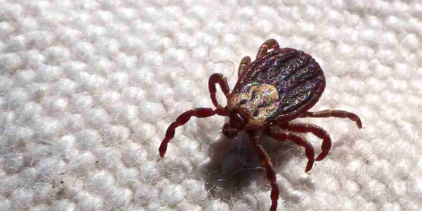 SP registra 18 mortes por febre maculosa em 19 casos confirmados