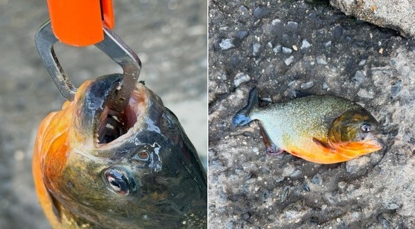 Menino de 8 anos pesca piranha em lago nos EUA e gera alerta das autoridades