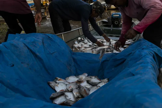 Microplásticos já são encontrados em peixes na Amazônia