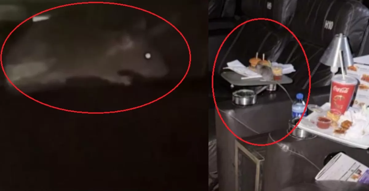 Vídeo mostra rato comendo alimento em sala VIP do Cinépolis Ponta Negra, em Manaus