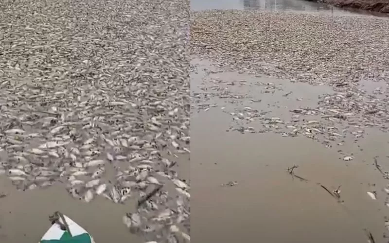 VEJA VÍDEO! Seca causa morte de milhares de peixes em comunidade de Manacapuru